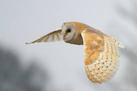 Barn Owl