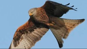 red kite