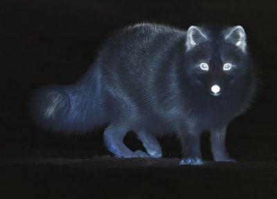 fox